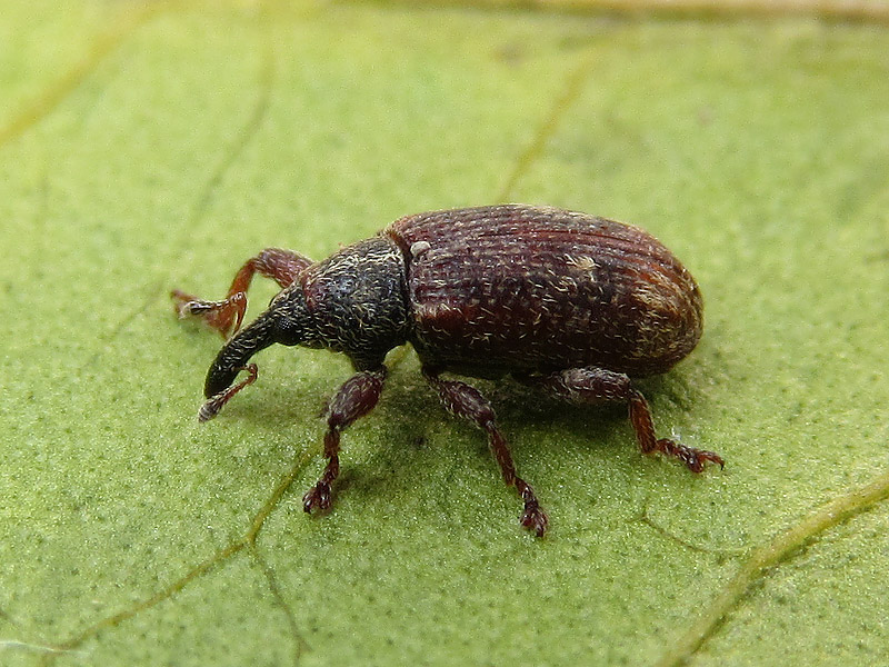 Curculionidae: Orthochaetes setiger ??  No, Bradybatus kellneri